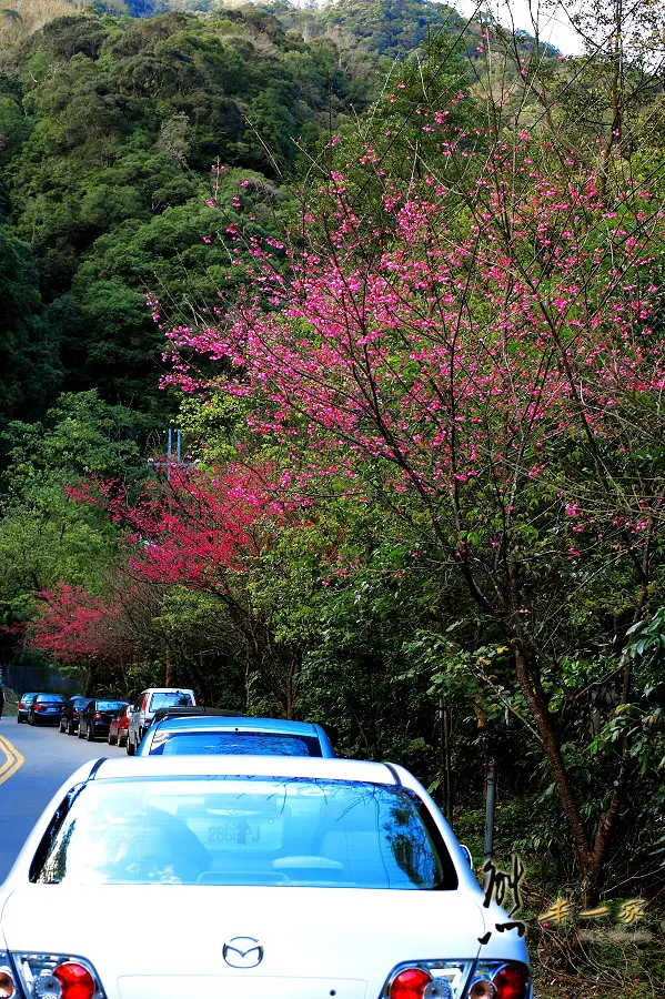 三峽櫻花季 源興堂 上清宮 福靈宮 三峽老街 緋寒櫻 吉野櫻
