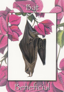 bat_0002.jpg