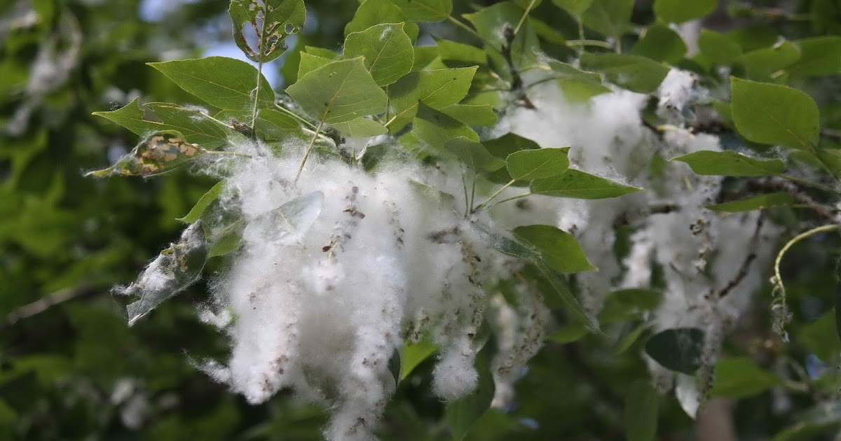 тополиный пух это природный материал