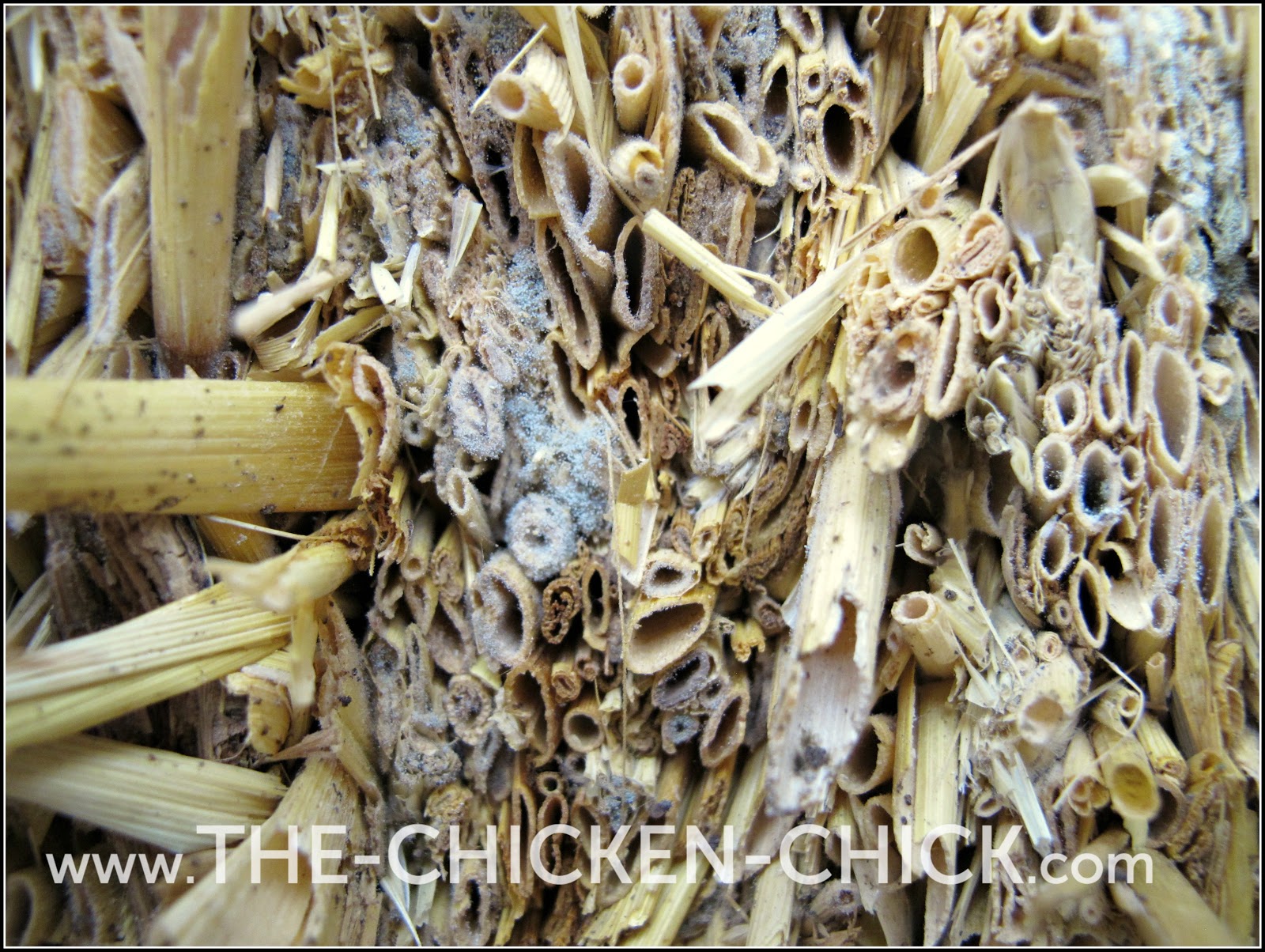 straw chicken does aspergillosis belong reasons chickens chick litter growth coops molds fungi