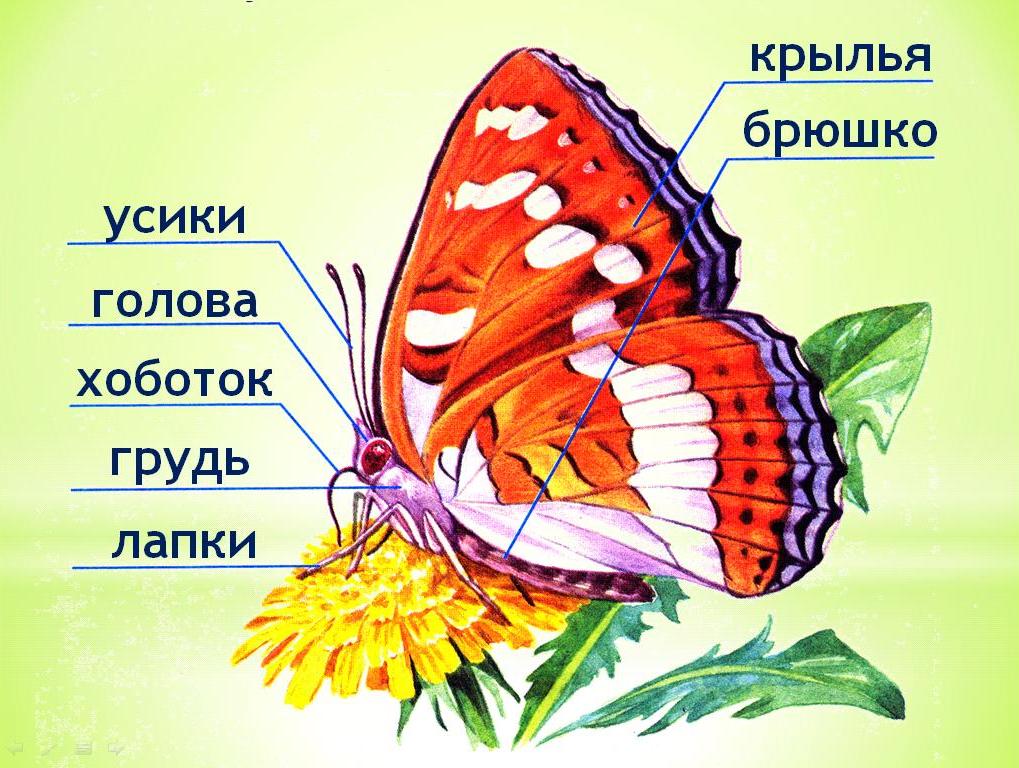 Чешуекрылые бабочки строение. Внешнее строение бабочки. Основные части туловища бабочки. Наружное строение бабочки. Внутреннее строение бабочки схема.