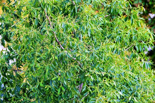Arbusto del árbol del té (melaleuca alternifolia)
