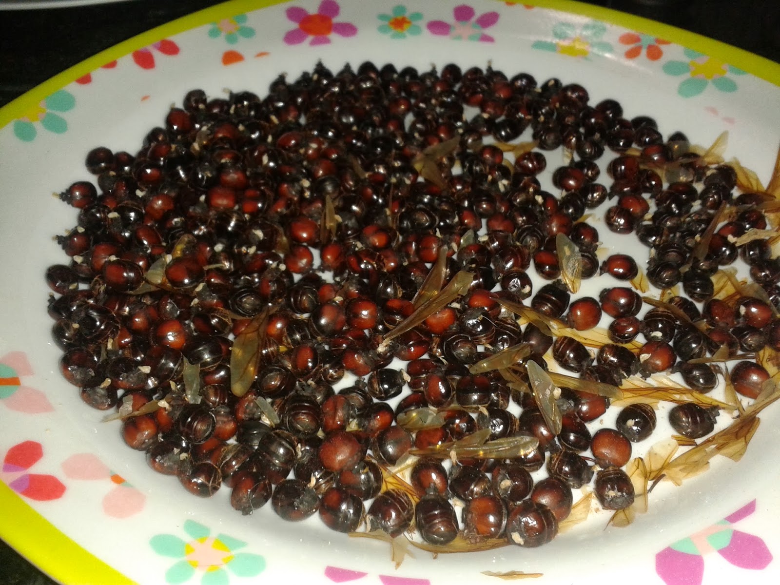 RECEITA DE BUNDA DE TANAJURA MUITO