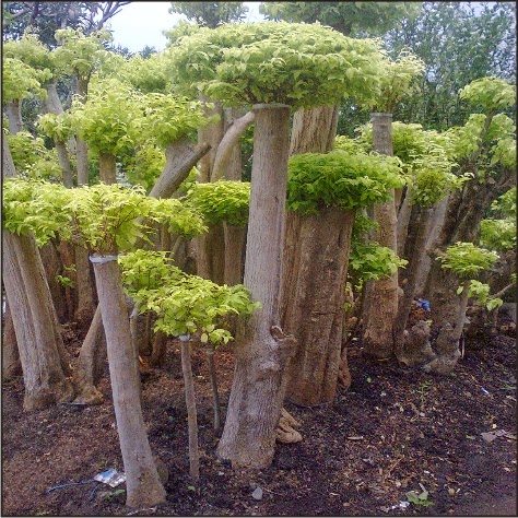 Tukang Taman | Pohon Bonsai Anting Putri