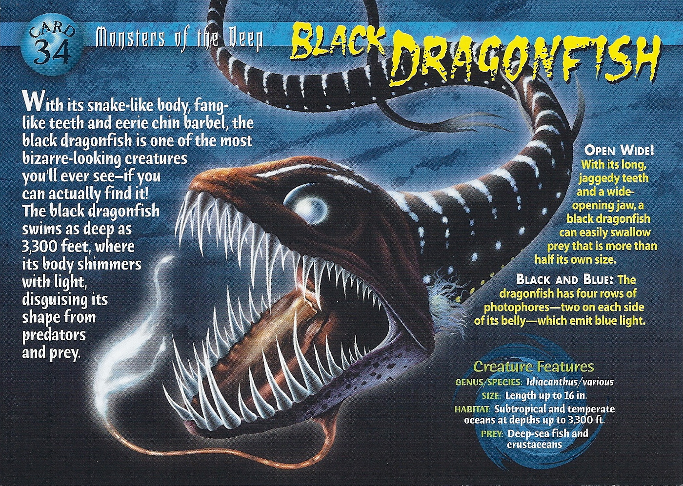 Mrs. McGuigan's Class Black Dragonfish by Vincent and Junbin