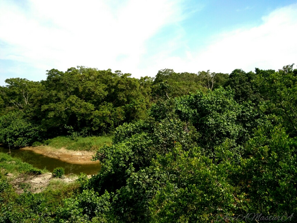 Purple Blossom Latihan Industri di Taman Alam Kuala Selangor (KSNP