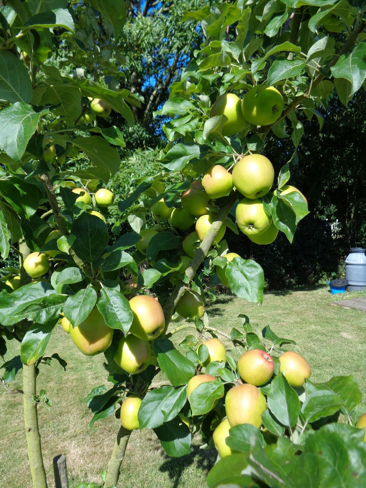 Fruit Thinning and Summer Pruning Your Apple Trees