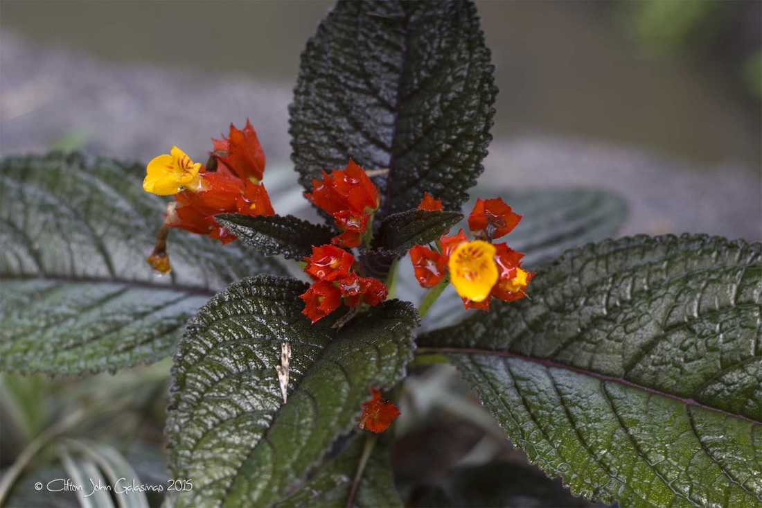 Ornamental Plants With Names Tagalog Philippin News Collections Ornamental Plants With Names Tagalog Philippin News Collections