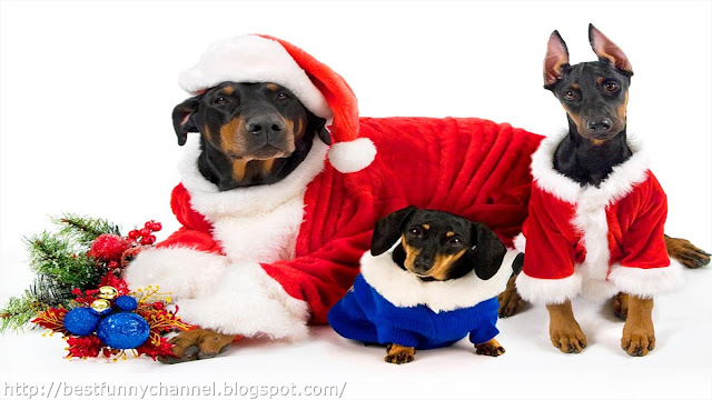 Christmas dogs. 