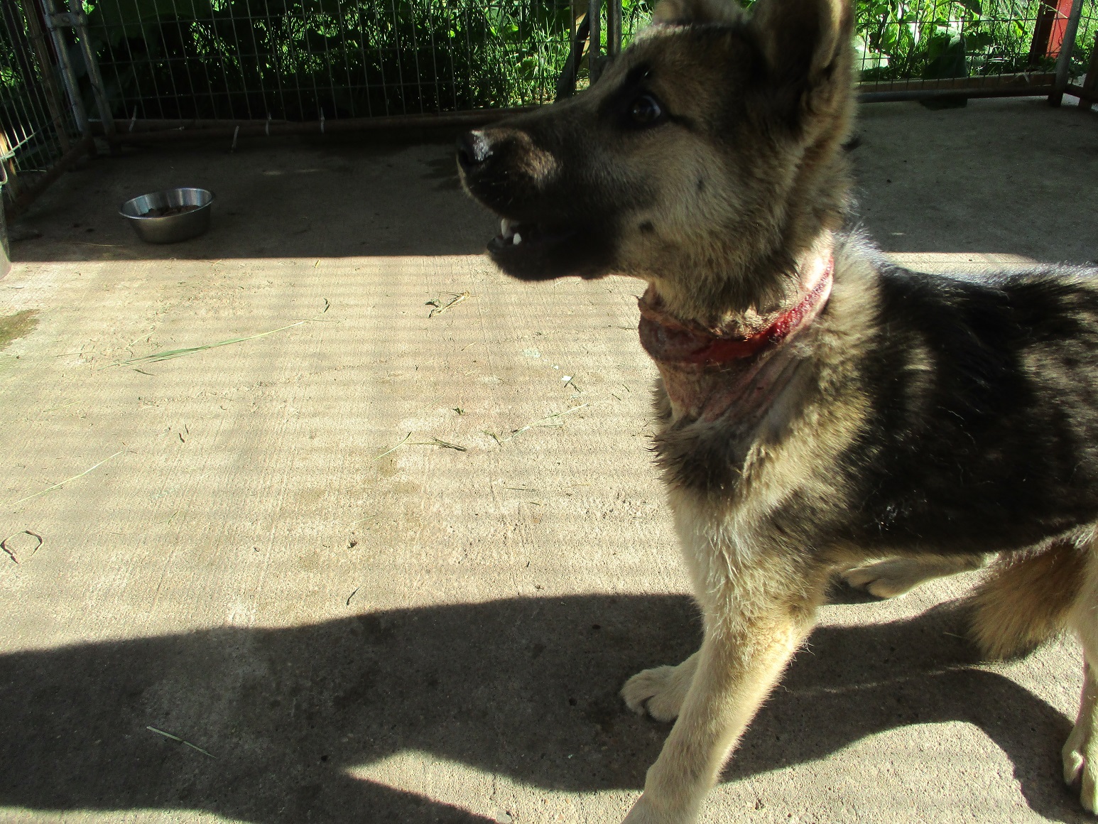 Red Lake Rosie's Rescue The horror of an embedded collar