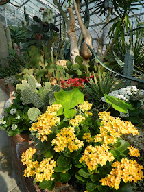 Yellow kalanchoe cacti succulents Centennial Park Conservatory desert garden by garden muses-not another Toronto gardening blog