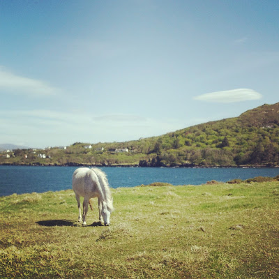 Horse grazing on Valentia Island, Ireland. Photo by Elena Rosenberg
