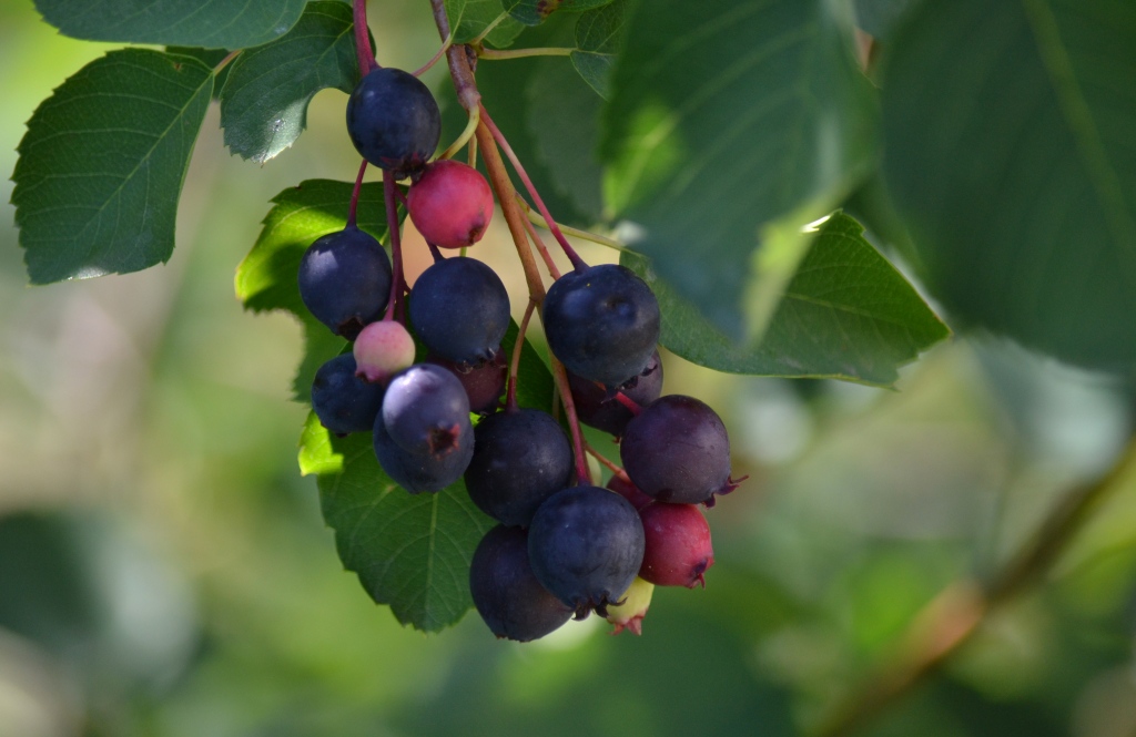 Søtmispel Bær Dessert