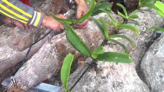 Kỹ thuật ghép lan vào gốc cây