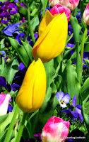 tulips at Floriade
