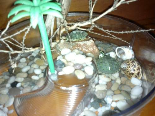 tortugas-de-agua-trachemys-scripta-como-cuidar-de-ellas