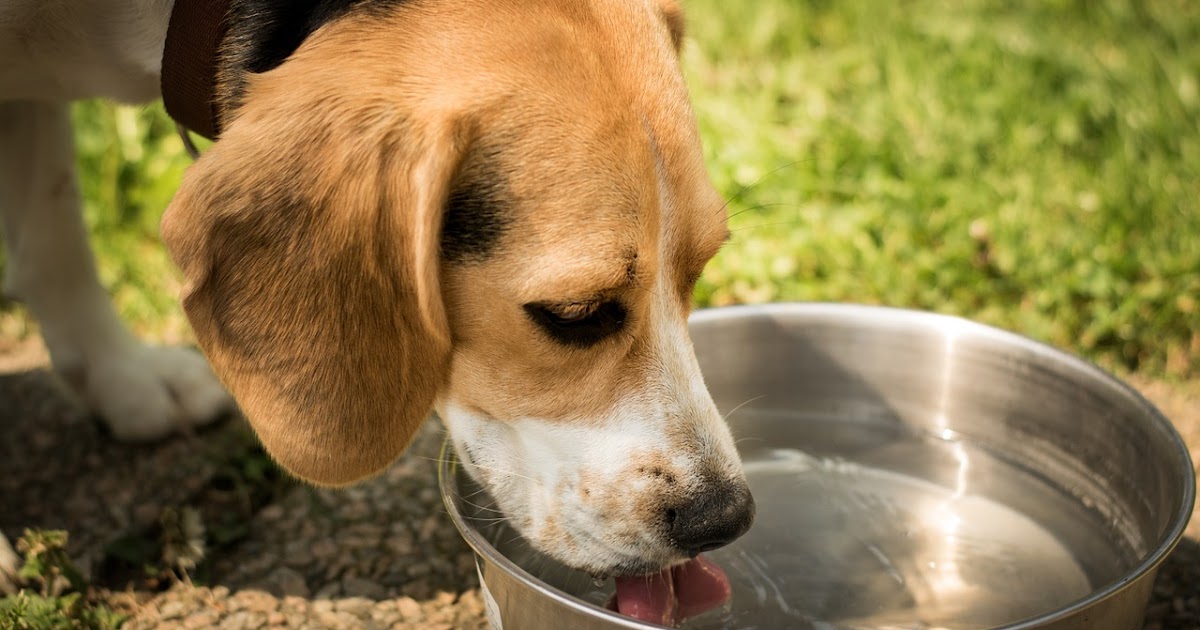 best4dogs Things To Do When Dog Gets Dehydrated