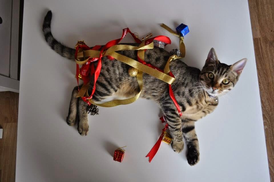 Miskin Kedi Aralık 2014