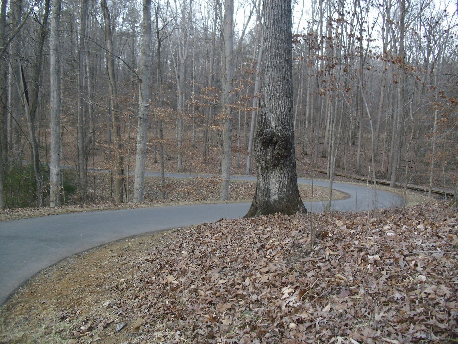 tanglewood park bike trails