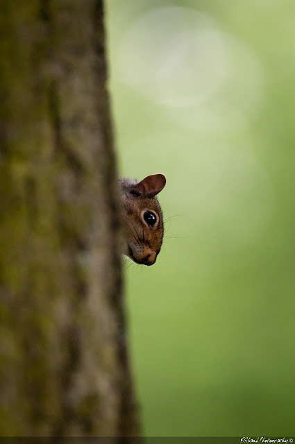 Hide+and+seek.jpg