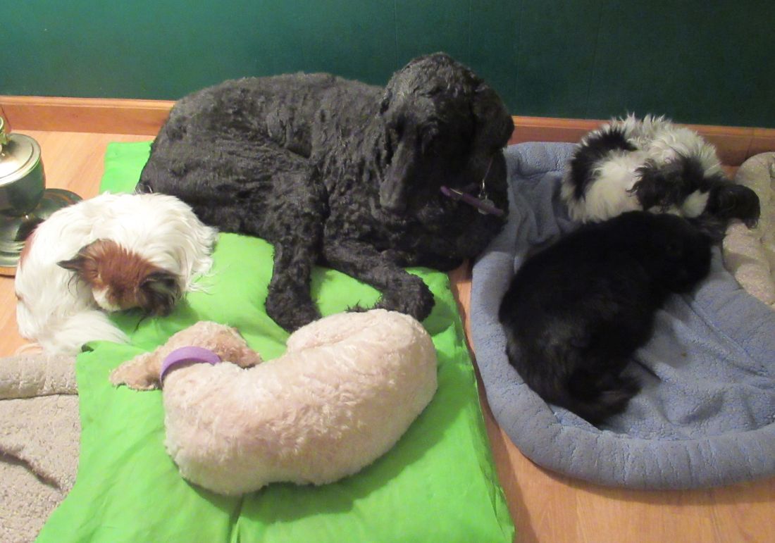 Windswept Adventure A Farm House Full Of Dogs And Cats