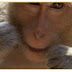 O Macaco-Cinomolgo pode estar cuidando melhor da higiene bucal do que você