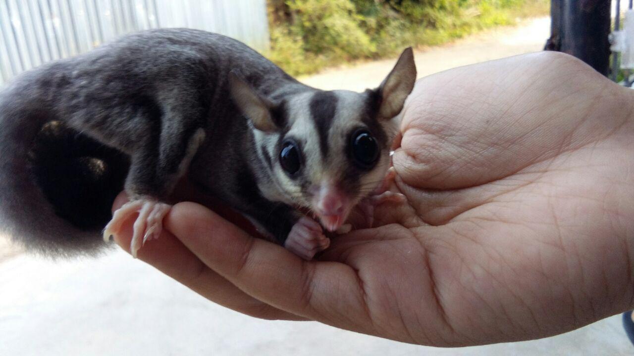 Harga Sugar Glider Malaysia mweosmalay