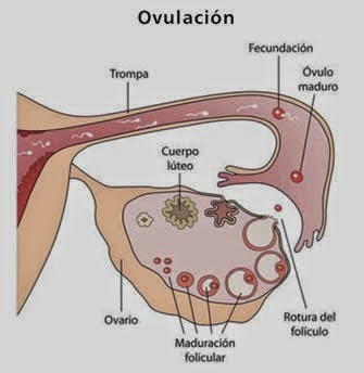 si quiero quedar embarazada puedo tomar acido folico