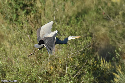 Bernat pescaire (Ardea cinerea) Bernat pescaire (Ardea cinerea)