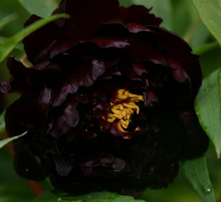 Чёрные пионы На самом деле лепестки имеют темно-бордовый цвет различных оттенков