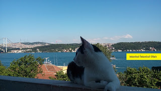 istanbul manzara kedi