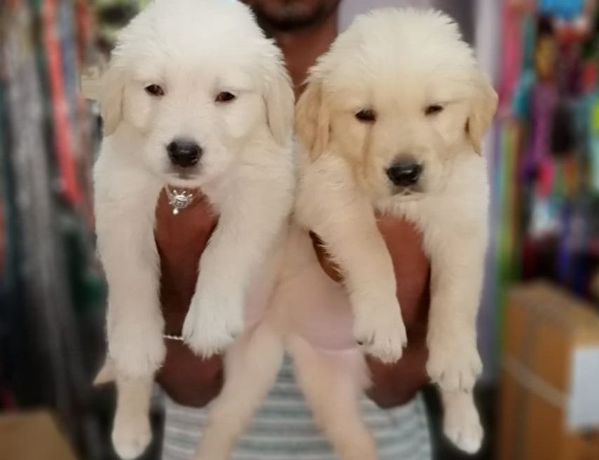 Top Dog Breeders in Bangalore India at Best Price Yourdogbreedsinfo