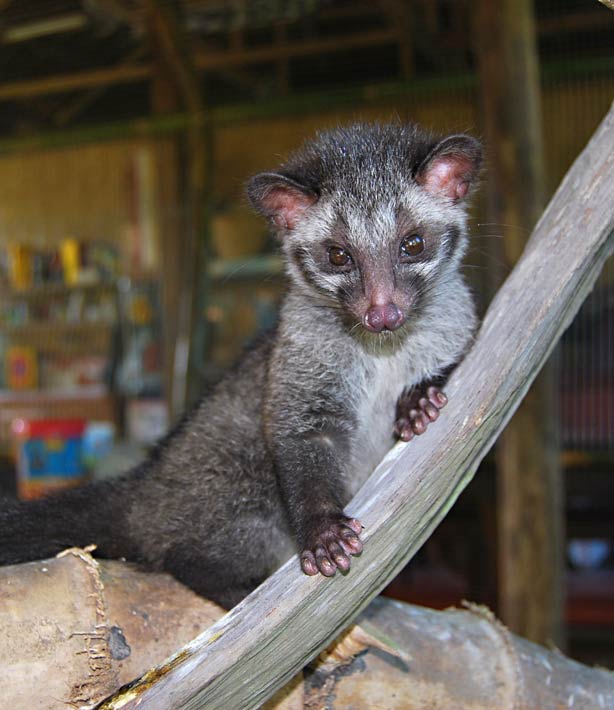 Musang or Masked Asian Civet Cat About Musangs