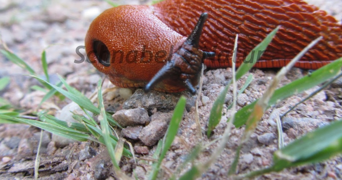 Rote Wegschnecke