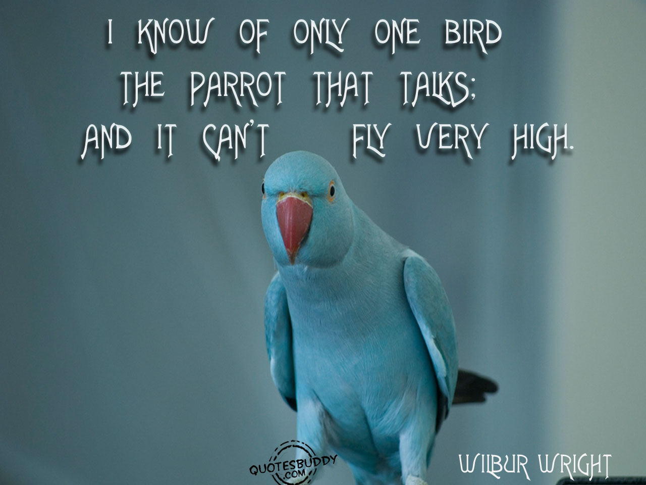 Bird Quotes And Sayings. QuotesGram