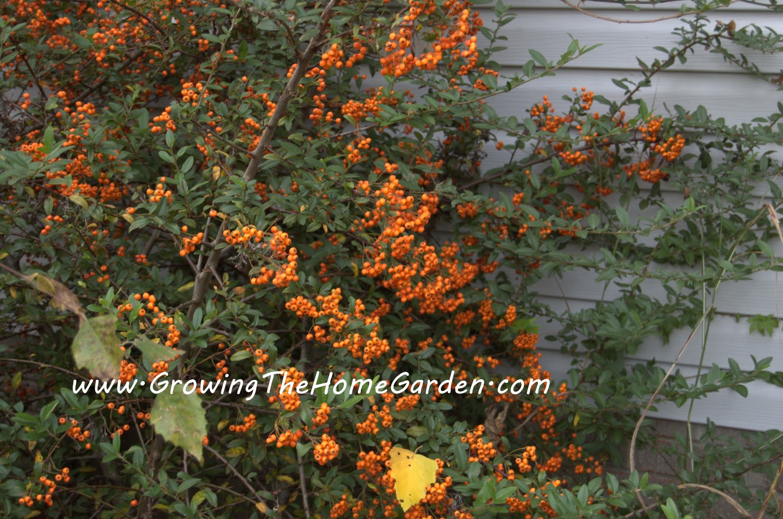 Fragments Of Sussex Pyracantha Hedge