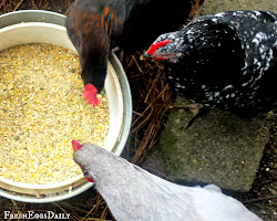 earth diatomaceous coop chicken chickens eggs fresh daily garden backyard critters feeding country