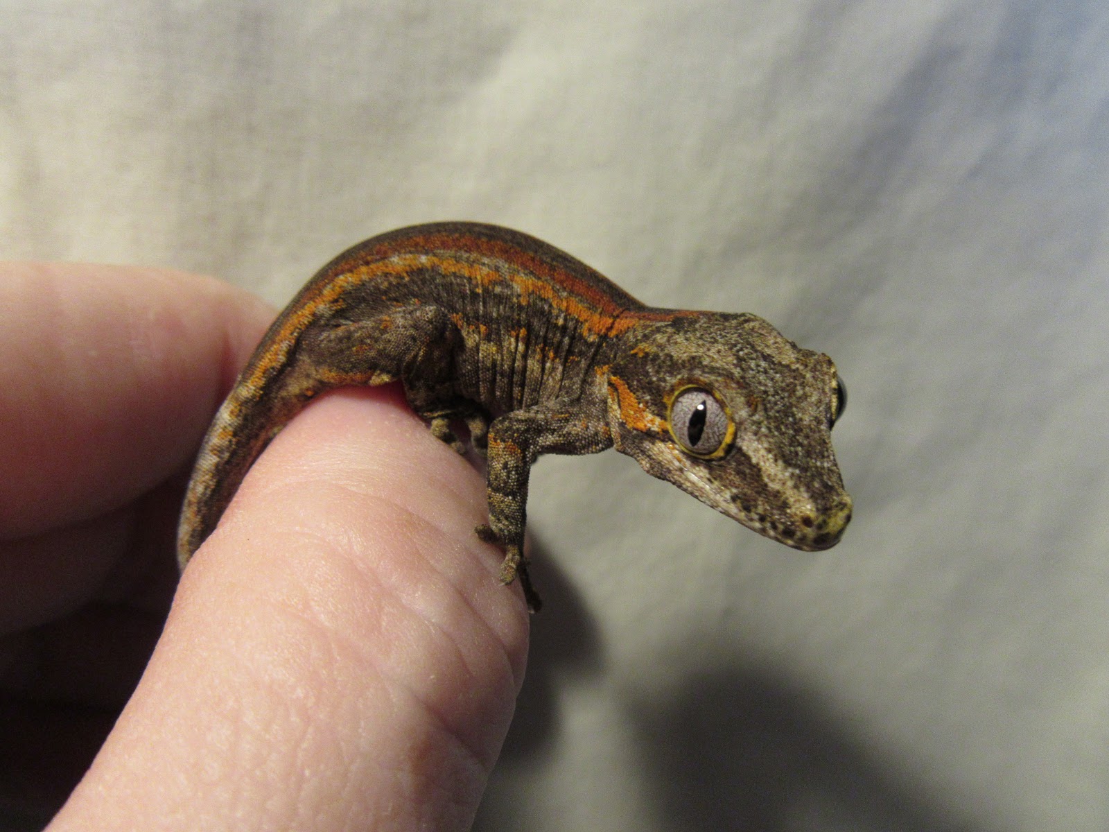 Momcicle Mania Gargoyle gecko breeding trial