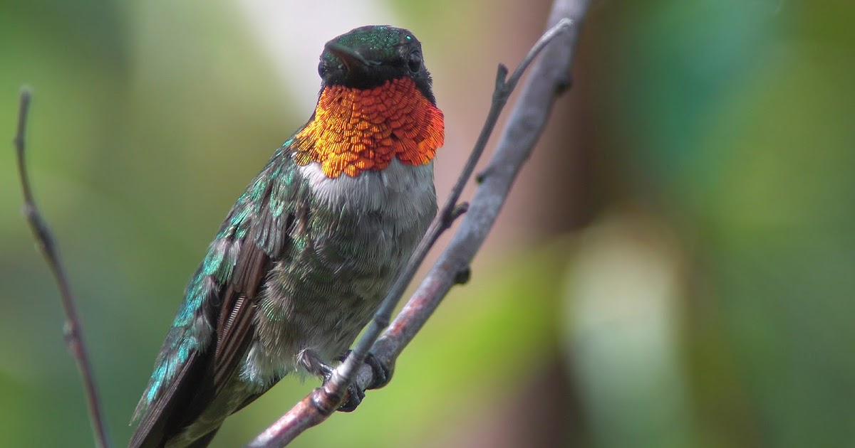 Jerry's Digiscoping Page: Orange-throated Hummingbird - 11 Aug 2017