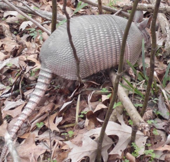 Armadillo kingston evolutiontews