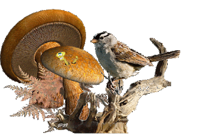 Znalezione obrazy dla zapytania ruchome gify muchomor