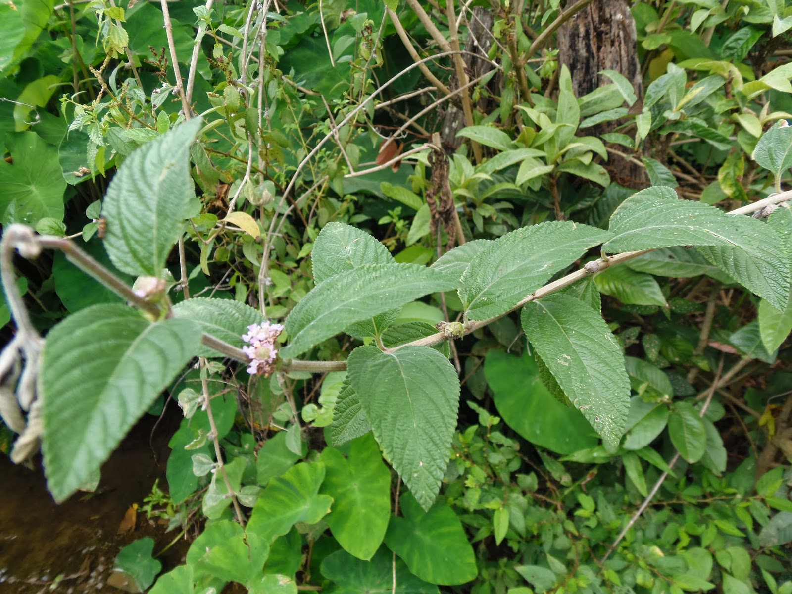 Plantas que curam Ervacidreirabrasileira