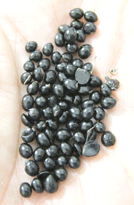 ACravan PEPPER SEED