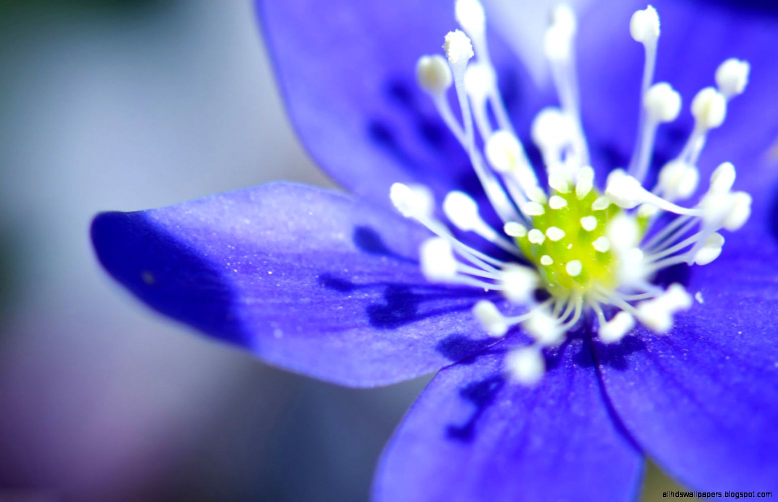 HD Wallpapers 1080p Purple Cosmos Flower