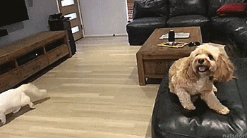Funny animal gifs - part 256, best funny animal gif, funny animated pictures