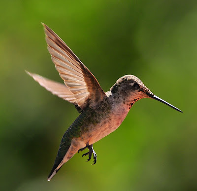 sharp picture