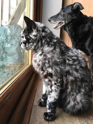 Gato con Vitiligo llamado Scrappy
