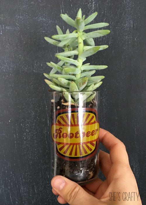 Inexpensive Teacher Gift- succulent in a jar