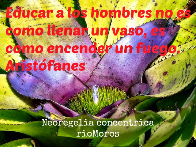 Educar a los hombres no es como llenar un vaso, es como encender un fuego. Aristófanes