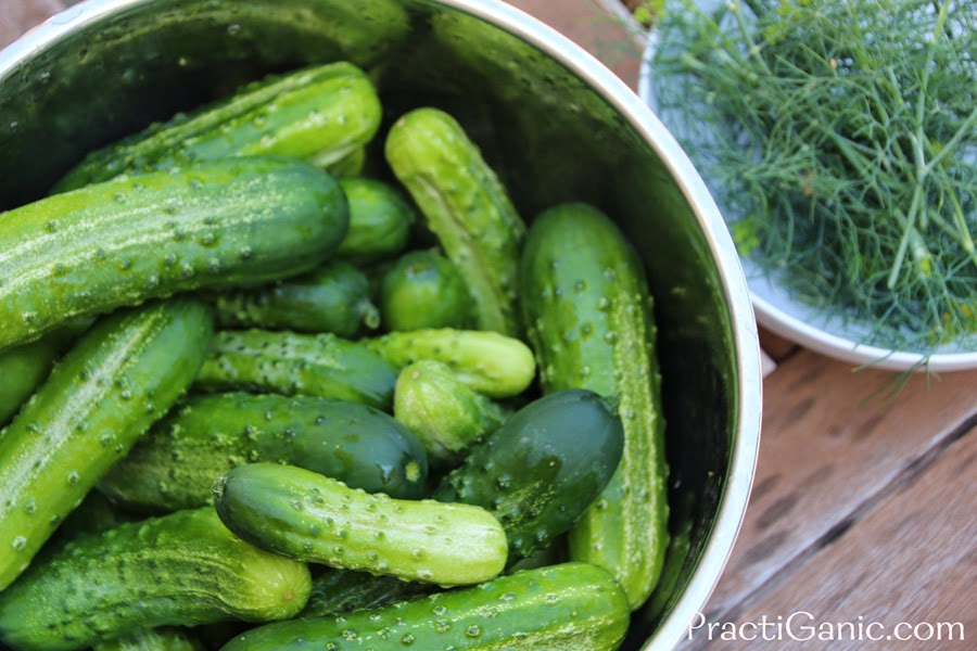 How To Make and Can Garlic Dill Pickles